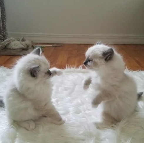 ユルいラグドール