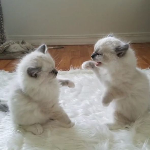 ユルいラグドール