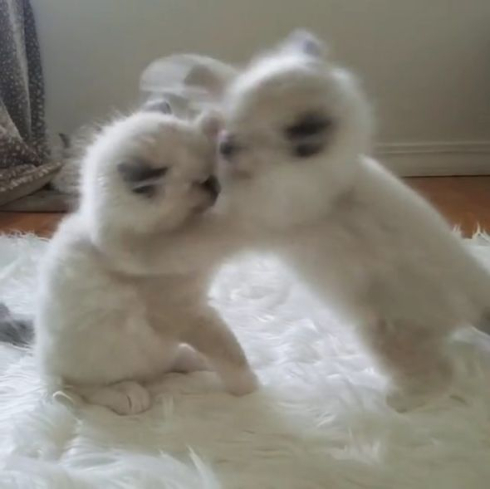 ユルいラグドール