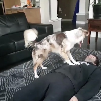 心肺蘇生ワンコ