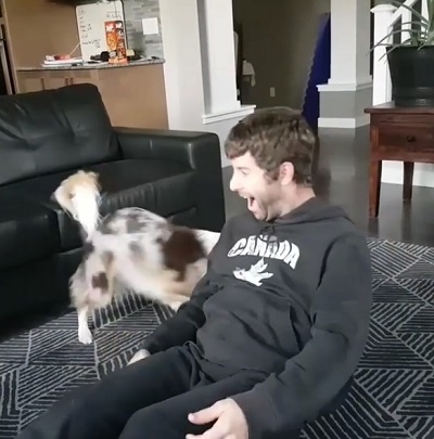 心肺蘇生ワンコ