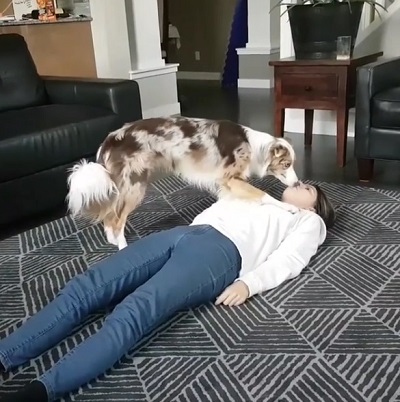 心肺蘇生ワンコ