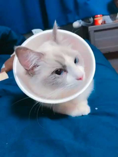 猫 エリザベスカラー カップ麺 快適