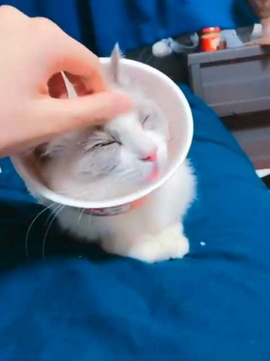 猫 エリザベスカラー カップ麺 快適