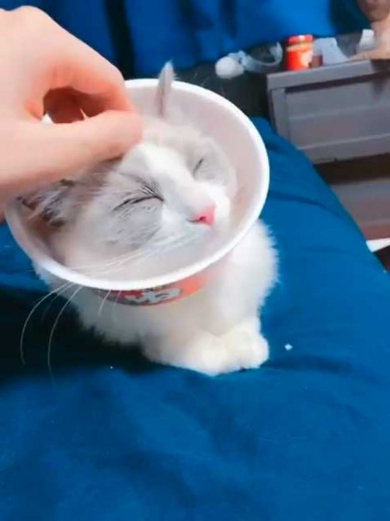 猫 エリザベスカラー カップ麺 快適