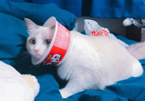 猫 エリザベスカラー カップ麺 快適