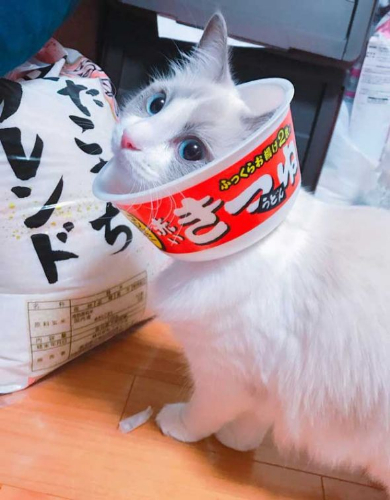 猫 エリザベスカラー カップ麺 快適