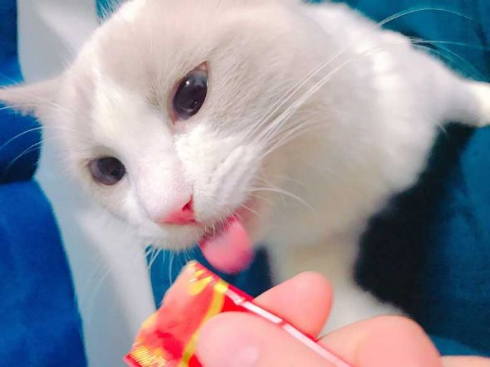 猫 エリザベスカラー カップ麺 快適