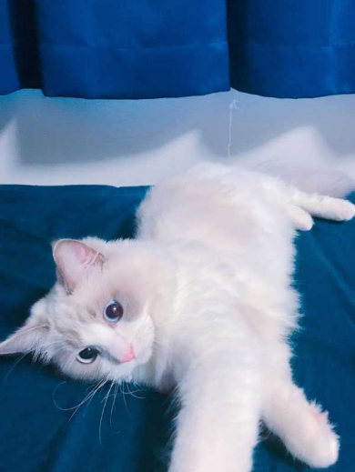 猫 エリザベスカラー カップ麺 快適