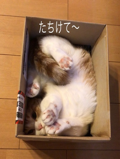 箱猫