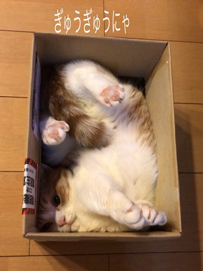 箱猫