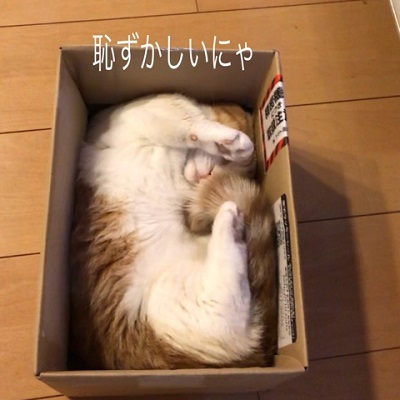 箱猫