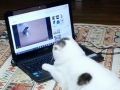 猫動画マジ最高ニャ〜　YouTubeを見る猫ちゃんのごろ寝が休日のぼくらにそっくり