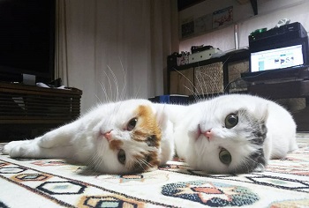 ライ君いとちゃん