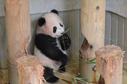 上野動物園ジャイアントパンダ