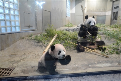 上野動物園ジャイアントパンダ