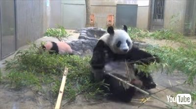 上野動物園ジャイアントパンダ