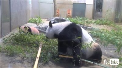 上野動物園ジャイアントパンダ
