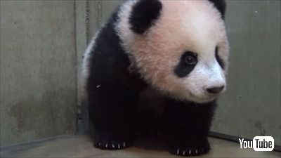 上野動物園ジャイアントパンダ