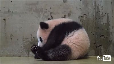 上野動物園ジャイアントパンダ