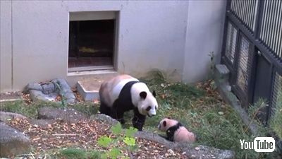 上野動物園ジャイアントパンダ
