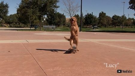 スケボーわんわん