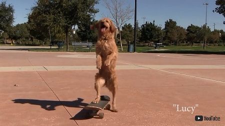 スケボーわんわん