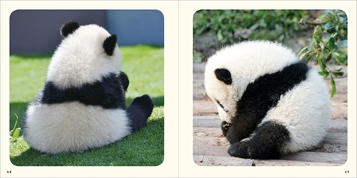 ベビーパンダ　あかパン