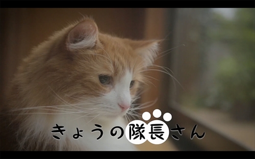 きょうの隊長さん