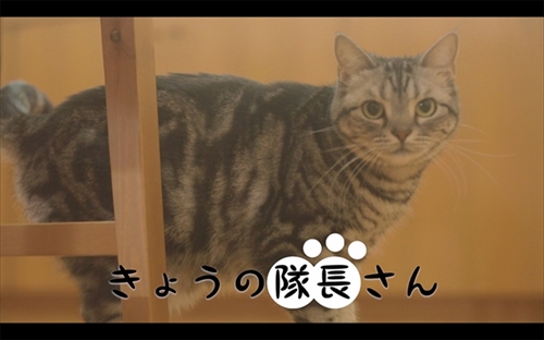 きょうの隊長さん