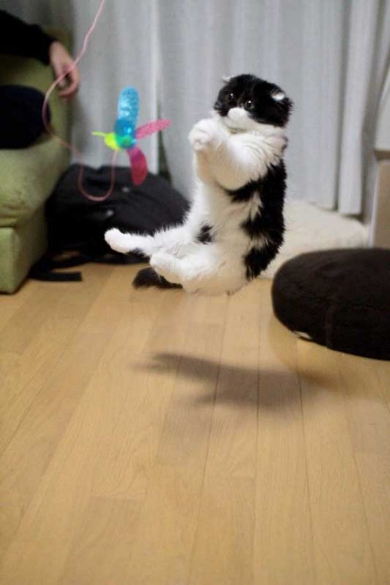 わけの分からない ポーズ 子猫 写真