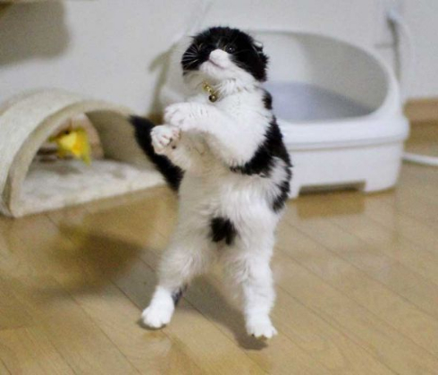 わけの分からない ポーズ 子猫 写真