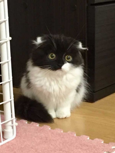 わけの分からない ポーズ 子猫 写真