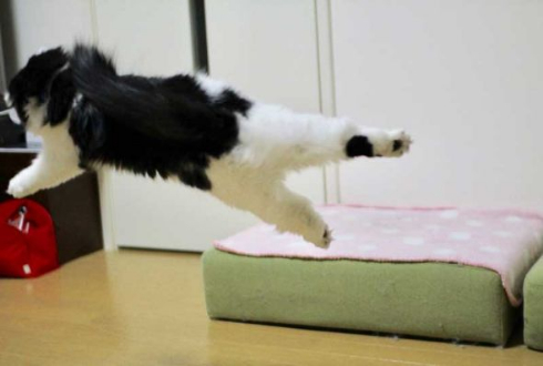 わけの分からない ポーズ 子猫 写真