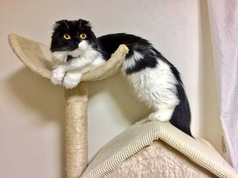 わけの分からない ポーズ 子猫 写真