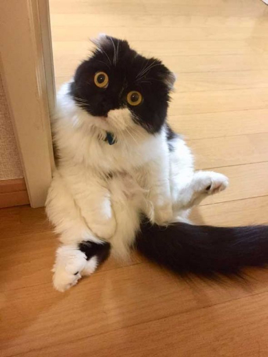 わけの分からない ポーズ 子猫 写真