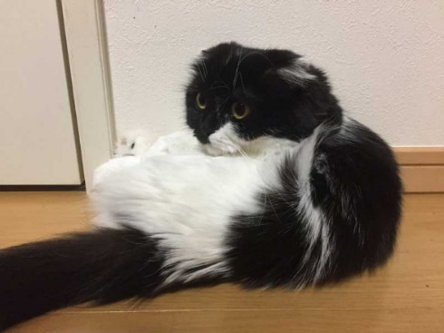 わけの分からない ポーズ 子猫 写真