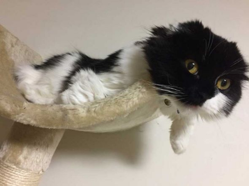 わけの分からない ポーズ 子猫 写真