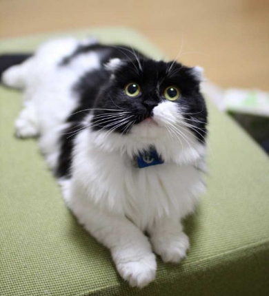 わけの分からない ポーズ 子猫 写真