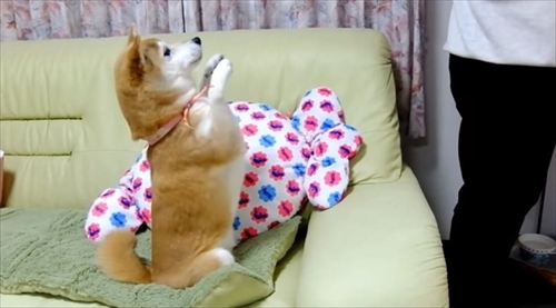 柴犬ひかりといちごと猫ミルキー