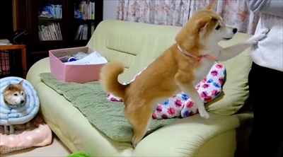 柴犬ひかりといちごと猫ミルキー