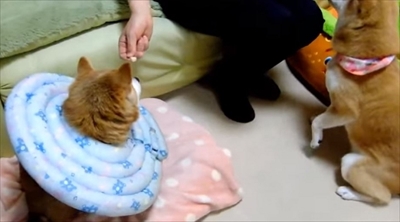 柴犬ひかりといちごと猫ミルキー