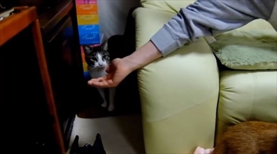 柴犬ひかりといちごと猫ミルキー