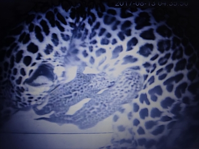 旭山動物園アムールヒョウ