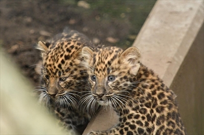旭山動物園アムールヒョウ