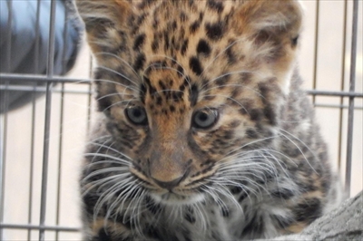旭山動物園アムールヒョウ