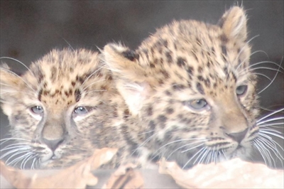 旭山動物園アムールヒョウ