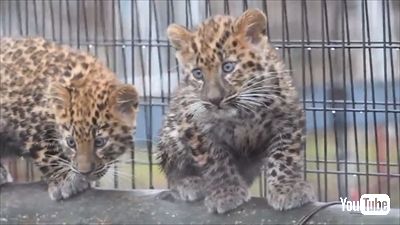 旭山動物園アムールヒョウ