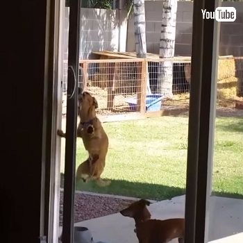 ドアを開けちゃうワンちゃん