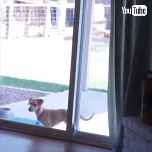 ドアを開けちゃうワンちゃん